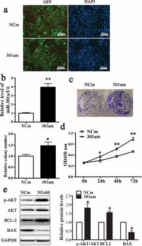 Figure 2. miR-301a-3p stimulates Eca-109 cell proliferation.
