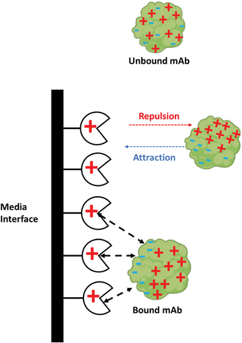 Figure 4. Explanation of the “steering effect” on an mAb with an asymmetric charge distribution. This figure was adapted from Masuda et al.[Citation59].