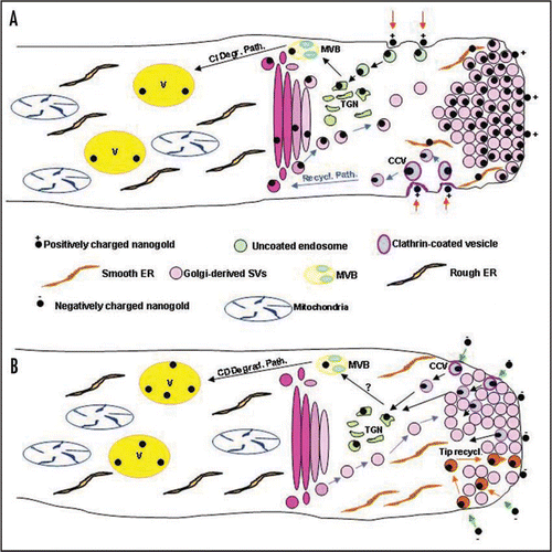 Figure 1 Models showing endocytic pathways revealed by positively (A) and negatively (B) charged nanogold. (A) Positively charged nanogold seems to be internalised in the organelle rich zone both by clathrin-dependent (purple vesicles) and -independent endocytosis (green vesicles). In the first case endocytic vesicle are recycled to exocytosis through the Golgi apparatus (blue arrows), in the other case vesicles are transported to the TGN and then directed to the degradative pathway (black arrows). After 2 hours incubation gold particles are seen also within smooth ER between SVs in the clear zone. (B) Internalization of negatively charged nanogold is internalised in the clear zone. A clathrin-dependent internalisation seems to be responsible for the endocytic pathway leading to vacuoles (purple vesicles, black arrows). It is not know at the moment if internalisation of vesicles cycling in the tip region (orange vesicles) requires the formation of the clathrin coat.