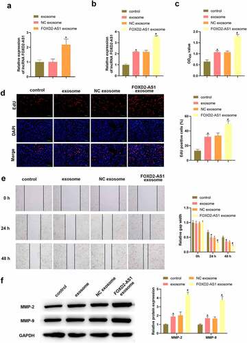 Figure 2. Highly expressed lncRNA FOXD2-AS1 in ADMSCs-exosomes promoted the migration and proliferation of HaCaT cells. Following different treatment, the expression of lncRNA FOXD2-AS1 in ADMSCs-exosomes was detected using qRT-PCR (a); the expression of lncRNA FOXD2-AS1 in HaCaT cells was detected using qRT-PCR (b); HaCaT cell variety was evaluated using CCK-8 assay (B); HaCaT cell proliferation was determined with EdU assay (c); HaCaT cell migration at 0, 24, 48 h was analysed with wound healing assay (d); MMP-2 and MMP-9 level were tested utilizing western blot (e). *P < 0.05 vs. exosome or control group; #P < 0.05 vs. NC exosome group.