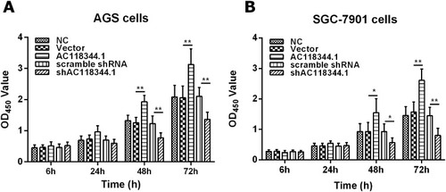 Figure 2 CCK-8 assay detection of AGS and SGC-7901 cells proliferation. (A) The results of AGS cells proliferation assays. (B) The results of SGC-7901 cell proliferation assays. NC: Untransfected cells (wild-type cells); Vector: Transducted with pcDNA3.1+ empty vector; AC118344.1: Overexpression AC118344.1; scramble shRNA: Transfected with scramble shRNA; shAC118344.1: Transfected with AKT2 shRNA. *Indicates p < 0.05. **Indicates p < 0.01.