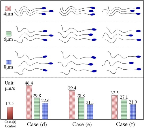 Figure 21. The propulsive speed under different combining distances.