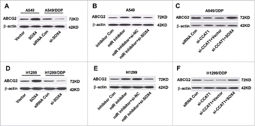 Figure 6. CCAT1/miR-130a-3p axis improved ABCG2 expression by targeting SOX4. (A and D) Protein level of ABCG2 in A549 and H1299 cells transfected with SOX4 or Vector, as well as in A549/DDP and H1299/DDP cells introduced with si-SOX4 or siRNA Con. (B and E) Protein level of ABCG2 in A549 and H1299 cells transfected with miR inhibitor, or in combined with si-SOX4. (C and F) Protein level of ABCG2 in A549/DDP cells transfected with si-CCAT1, or in combined with SOX4.