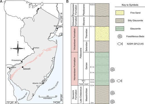 Figure 1. The geological setting of NJSM GP12145. A, outline of the USA with the state of New Jersey highlighted in black overlaying map with New Jersey highlighted in grey. Coral highlighting the combined Hornerstown and Vincentown formations. Fossil locality, the Jean and Ric Edelman Fossil Park, in Sewell marked with a black star. Adapted from Owens et al. (Citation1999) and Dalton et al. (Citation2014). B, stratigraphical section at the Jean and Ric Edelman Fossil Park. NJSM GP12145 derives from the Danian portion of the Main Fossiliferous Layer of the Hornerstown Formation. The combined Hornerstown and Vincentown formations are highlighted in coral. Adapted from Staron et al. (Citation2001).