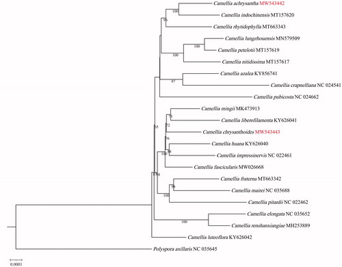 Figure 1. The maximum-likelihood phylogenetic tree inferred from the 22 chloroplast genome sequences of Camellia.