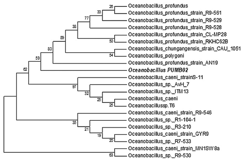 Figure 2. Maximum Parsimony bootstrapping phylogenetic tree of Oceanobacillus sp. PUMB02 and closest NCBI (Mega BLAST) relatives based on the 16S rRNA gene sequences. Phylogeny reconstruction was performed using Maximum Parsimony. Bootstrap values calculated from 1,000 re-samplings are shown at the respective nodes when the calculated values were 50% or greater.