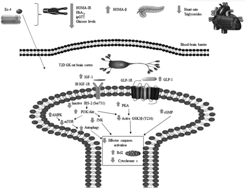 Figure 4. A diagram demonstrating the mechanisms responsible for the effects of chronic continuous peripheral exenatide administration on type 2 diabetic rats. Exenatide may initiate an insulinotropic response, lower triglycerides and heart rates, increase brain weight by stimulation of neuroprotective mechanisms and rescue of brain vasculature, and protect brain cortices against apoptosis. The increased brain levels of GLP-1 can result from either crossing the blood-brain barrier or local production after stimulation of the vagal nerve. The increased brain levels of cGMP may protect against apoptosis. AMPK is a metabolic regulator, which prevents neuronal apoptosis and autophagic activation via the inactivation of mTOR. Exenatide can partially rescue the brain cortical AMPK levels, enhancing the autophagic pathway, which is associated with increased PI3K class III, LC3-II, Atg7, and glycosylated LAMP-1. The lower caspases activity is reinforced by higher Bcl2 levels, which is a well-known anti-apoptotic protein [Citation7].