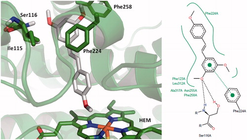 Figure 4. Binding mode for 2,4′,5-trimethylstilbene (TMS) in the active site of CYP1A1. 3D figures were generated using PyMOL Molecular Graphics System (DeLano Scientific LLC, Palo Alto, CA, 2007); 2D figures were generated according to a procedure described in the literatureCitation47.