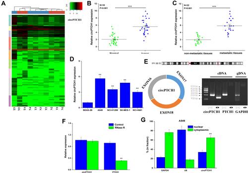 Figure 1 The expression of circPTCH1 in lung cancer. (A) The circRNA expression profile in five lung cancer tissues and five matched lung tissues by high-throughput sequencing. (B) QRT-PCR analysis of the expression levels of circPTCH1 in lung cancer tissues compared with normal tissues. (C) The expression levels of circPTCH1 in lung cancer tissues with lymph node metastasis compared with those without metastasis. (D) QRT-PCR analysis of the expression levels of circPTCH1 in lung cancer cells (A549, NCI-H1299, SK-MES-1, and NCI-H661) and BEAS-2B. (E) The schematic diagram of convergent primers and divergent primers to amplify linear and circPTCH1 by cDNA and gDNA by RT-PCR, and below is the result of agarose gel electrophoresis after qRT-PCR, respectively. (F) QRT-PCR analysis of the expression of circPTCH1 and mRNA PTCH1 after RNase R treatment. (G, H) The distribution of circPTCH1 and mRNA PTCH1 in the nuclear and cytoplasmic fractions of A549 and SK-MES-1 cells. U6 was used for nuclear fraction positive control, GAPDH was used for cytoplasmic fraction positive control. Data represent mean ± SD. **P < 0.01, ***P < 0.001 compare with negative control.