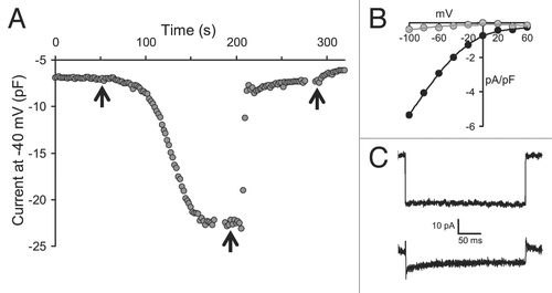 Figure 7 Features of the arachidonic acid activated currents resulting from the expression of the 3111[311] chimeric pentamer. (A) Trace showing the activation of inward currents, measured at −40 mV on addition of arachidonic acid (8 µM—first arrow) in a cell expressing the 3111[311] chimeric pentamer. Subsequently, external Ca2+ was reduced from 10 mM to 100 µM (second arrow). Finally, La3+ (100 µM) was added to the bath (third arrow). Gaps in the recording represent periods when current-voltage determinations were made (see (B) below). (B) Current-voltage relationships for the La3+-sensitive currents from the trace shown in (A), recorded at the peak of activation by arachidonic acid (black), and after reduction of external Ca2+ to 100 µM (grey). (C) Comparison of representative current traces during brief (250 ms) pulses to −40 mV taken from cells expressing the 3111[311] chimeric pentamer following maximal activation of arachidonic acid activated currents (top), or store-operated currents (bottom).