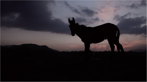 FIGURE 14. A brick-factory mule resting after a day’s work in the Kathmandu Valley, Nepal.