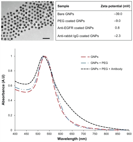 Figure 1 Characterization of gold nanoparticles (GNPs). Upper left: transmission electron microscopy image of 30 nm GNPs (scale bar 100 nm). Upper right: zeta potential measurements at the various stages of GNP coatings. Bottom: ultraviolet-visible spectroscopy of the bare GNPs, polyethylene glycol (PEG)ylated GNPs, and anti-epidermal growth factor receptor (EGFR)-coated GNPs.Abbreviations: A.U, abitrary unit; IgG, immunoglobulin G.