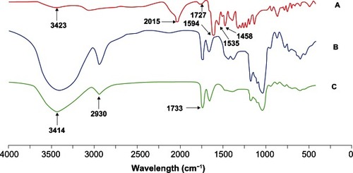 Figure 1 FT-IR spectra of (A) FITC (B) CHSP and (C) FITC-CHSP.Abbreviations: CHSP, cholesterol-modified pullulan; FITC, fluorescein isothiocyanate; FT-IR, Fourier transform infrared spectroscopy.