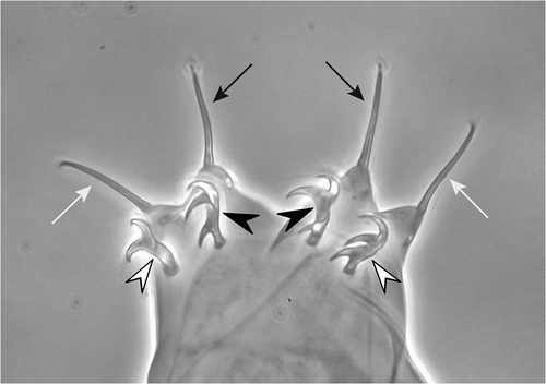 Figure 1. Claws of the hind legs of a Milnesium sp. to demonstrate the new nomenclature. Arrows: primary (or main) claws; arrowheads: secondary claws. Black arrows: posterior primary claws; white arrows: anterior primary claws; black arrowheads: posterior secondary claws; white arrowheads: anterior secondary claws. For legs I–III, “external” (or “lateral”) and “internal” (or “medial”), instead of “posterior” and “anterior”, will be used to indicate the single claws.