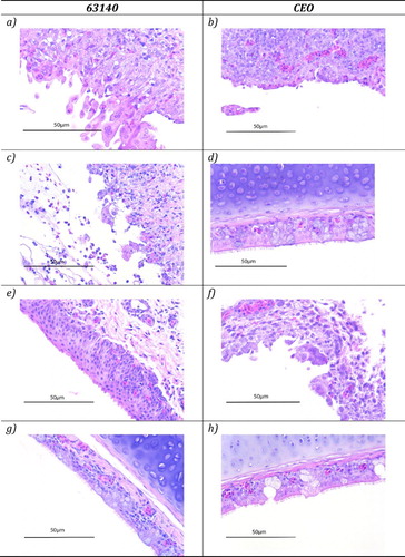 Figure 1. Haematoxylin and eosin (H&E) staining of conjunctiva and trachea sections of chickens inoculated with ILTV pathogenic strain 63140 (Figure 1(a,c,e,g)) or CEO vaccine strain (Figure 1(b,d,f,h)) and collected at five days post-inoculation. Presence of syncytial cell formation and intranuclear inclusion bodies in the conjunctiva (Figure 1(a)) and trachea (Figure 1(c)) of chickens inoculated with strain 63140 via the OC route, and in the conjunctiva of chickens inoculated with the CEO strain via the OC (Figure 1(b)) and IN (Figure 1(f)) routes. Absence of lesions in the conjunctiva (Figure 1(e)) and trachea (Figure 1(g)) of 63140-inoculated chickens and in the trachea (Figure 1(h)) and conjunctiva (Figure 1(d)) of chickens inoculated with the CEO strain via the IN and OC routes, respectively.