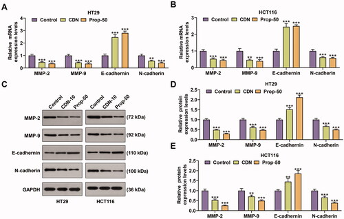 Figure 3. CDN decreased the expression of MMP-2, MMP-9 and N-cadherin, but increased E-cadherin expression in CRC cells. (A–F) The mRNA and protein levels of MMP-2, MMP-9, E-cadherin and N-cadherin in HT29 (A–C) and HCT116 (D–F) cells treated with CDN at 10 μmol/L were examined using RT-qPCR and Western blotting. **p < 0.01 or ***p < 0.001 vs. control. GAPDH acted as the internal control. Control: cells only exposed to culture media containing 0.5% (v/v) DMSO; DMSO: dimethyl sulphoxide; CDN: cardamonin; Prop-50: propranolol (50 μmol/L); CRC: colorectal cancer; RT-qPCR: reverse transcription-quantitative polymerase chain reaction; MMP: matrix metalloprotease.