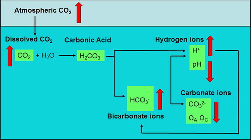 Figure 1. Conceptual diagram showing the reactions and chemical species of the marine carbonate system (black arrows), with the direction of the vertical red arrows indicating the net change in response to increasing atmospheric CO2, and resulting in ocean acidification.