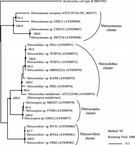 Figure 2  Phylogenetic tree inferred from comparison of pyk sequences of the β-proteobacterial ammonia-oxidizing bacteria (AOB). The tree was generated using the neighbor-joining method, and Escherichia coli type II pyk was defined as an outgroup organism. Bars represent 10% sequence divergence. Numbers indicate bootstrap values (1000 resamplings; %). Bootstrap values above 90% (•) and 70% (⧫), and accurate values are shown. Accession numbers are indicated in parentheses and based on the present officially approved nomenclature. Morphotypic and genotypic-related groups of organisms were designated as follows: Nitrosomonas cluster, Nitrosospira cluster, Nitrosolobus cluster and Nitrosovibrio cluster, and Nitrosomonas, Nitrosospira, ‘Nitrosolobus’ and ‘Nitrosovibrio’, respectively.