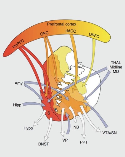Figure 2. Schematic illustration of frontostriatal connections with a focus on the ventral striatum. Blue arrows, inputs; gray arrows, outputs; Amy, amygdala; BNST, bed nucleus stria terminalis; dACC, dorsal anterior cingul ate cortex; DPFC, dorsal prefrontal cortex; Hipp, hippocampus; Hypo, hypothalamus; MD, mediodorsal nucleus of the thalamus; NB, nucleus basal is; OFC, orbitofrontal cortex; PPT, pedunculopontine nucleus; S, shell; SN, substantia nigra; THAL, thalamus; VP, ventral pallidum; VTA, ventral tegmental area; vmPFC, ventral medial prefrontal cortex. Reprinted from ref 104: Haber SN, Knutson B. The reward circuit: linking primate anatomy and human imaging. Neuropsychopharmacology. 201 0:35(1 ):4-26. Copyright © Nature Publishing Group, 2009