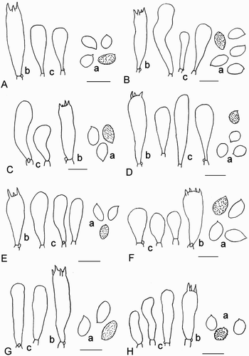 Figure 4. Microscopic details. a: spores, b: basidia, c: sterile marginal elements, scale = 10 µm. A, Cortinarius amblyonis; B, Cortinarius chrysoconius; C, Cortinarius cremeorufus; D, Cortinarius cypripedii; E, Cortinarius dulcamarus; F, Cortinarius entheosus; G, Cortinarius lachanus; H, Cortinarius mycenarum.