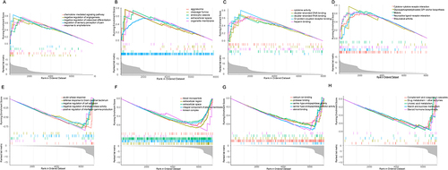 Figure 5 Functional enrichment analysis of mRNAs. (A–D) Between Sham group and CLP group, the first five up-regulated GO biological processes and the first five up-regulated KEGG pathway mRNAs enrichment.(E–H) Between Sham group and CLP group, the first five down-regulated GO biological processes and the first five down-regulated KEGG pathway mRNAs enrichment.