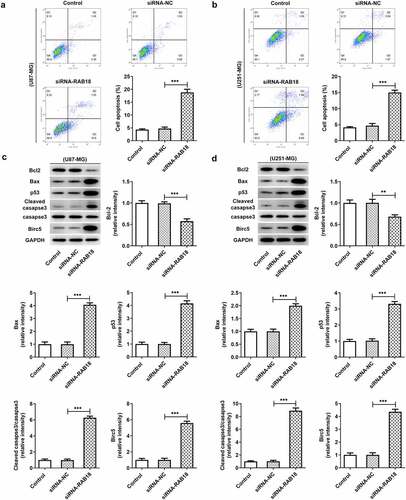 Figure 3. (a–b) Increased apoptosis levels were induced upon RAB18 silencing. (c–d) RAB18 silencing altered the expression of Bcl-2, Bax and cleaved caspase3. **p < 0.01, ***p < 0.001