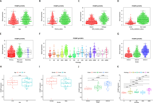 Figure 8 Correlation analysis of FCGBP expression and clinical characteristics in CGGA: (A) Age; (B) Chemo status; (C) IDH mutation status; (D) 1p19q codeletion status; (E) PRS type: (F) Histology; (G) Grade. Correlation analysis of FCGBP expression and clinical characteristics in GSE43378: (H) Age; (I) Gender; (J) Grade; (K) Histology.