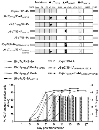 Fig. 2 F772S compensated for the attenuation caused by A1663V and A1672S substitutions in NS4A.Transfection of HCV recombinants with different mutations. The percentage of infected cells and HCV supernatant infectivity titers were shown. See Fig. 1 legend for details