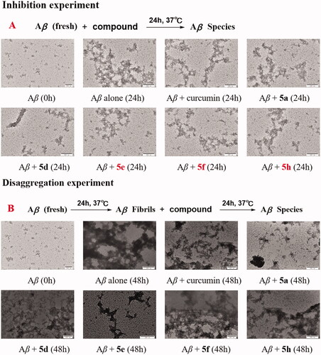 Figure 8. TEM images of Aβ species. (A) inhibition experiments of self-induced Aβ1 − 42 aggregation. (B) disaggregation experiments of self-induced Aβ1 − 42 aggregation.