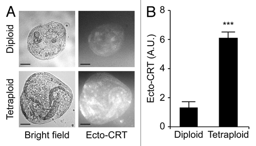 Figure 5. Increased calreticulin exposure on tetraploid Tp53−/− colon organoids. (A) Representative immunofluorescence microphotographs of diploid and tetraploid Tp53−/− colon organoids stained to visualize surface-exposed calreticulin (ecto-CRT, scale bar = 100 μm). (B) Quantification of ecto-CRT-dependent fluorescence of diploid and tetraploid Tp53−/− colon organoids (means ± SEM, n = 20, ***p < 0.001).