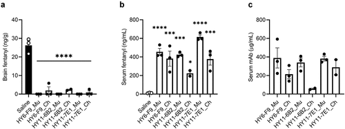 Figure 2. In vivo comparison of murine and chimeric anti-fentanyl mAbs. Mice (n=3 male mice per group) were passively immunized with anti-fentanyl mAb (40 mg/kg, s.c.), and 24 hours later were challenged with 0.1 mg/kg fentanyl. Concentration of fentanyl in (a) brain and (b) serum measured by LCMS. (c) Serum concentration of mAb and chAb prior to fentanyl challenge measured by ELISA. Data are expressed as mean ± SEM; *p≤.05; ***p≤.001, ****p≤.0001.