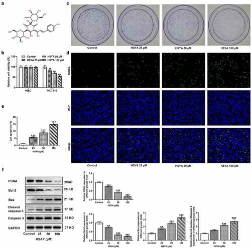 Figure 1. HSYA inhibits proliferation and induces apoptosis of HCT116 CRC cells