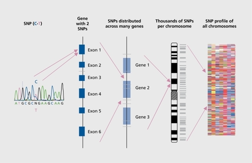 Figure 1. Single nucleotide polymorphisms (SNPs): from a single SNP to an SNP profile.