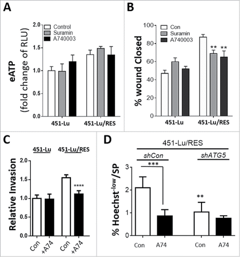 Figure 6. Extracellular ATP promotes PLX-resistant melanoma cell migration and invasion in a purinergic receptor-dependent manner. eATP was analyzed in the 451-Lu isogenic models following treatment with either 5 µM suramin or 10 µM A740003; RLU, relative luciferase units. (A). 451-Lu and 451-Lu/RES cell migration (B) and invasion (C) was assessed by scratch and transwell invasion assays following treatment with either 5 µM suramin or 10 µM A740003. 451-Lu/RES cells (shCon vs. shATG5) were analyzed by Hoechst 33342-based flow cytometry and changes in the percentage of Hoechstlow cells determined (D). Data are the mean ± SD of 3 independent experiments. ** = P < 0.01, *** = P < 0.001, **** P < 0.0001.