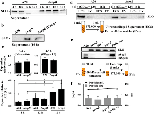 Figure 2. The SpeB cysteine protease degrades streptolysin O (SLO) in extracellular vesicles. (a) and (b) SLO in bacterial culture supernatants from the wild-type A20 strain, its ropB mutant (∆ropB), and the ropB complementary strain [∆ropB (Comp)]. (c) The expression of slo in the wild-type A20 strain and its ropB mutant. RNAs were extracted from A20 and ropB mutant after 5–16 h of incubation. The expression of slo was normalized to that of gyrA. *, P < 0.05. (d) SLO in ultracentrifuged culture supernatants (UCSs) and extracellular vesicles (EVs) from A20 and the ropB mutant. The lower panel shows the protocol for separating UCSs and EVs. (e) SLO and SpeB in EVs from A20, the ropB mutant, the speB isogenic mutant (∆speB), the SpeB protease-inactivated (SpeBC192S) mutant, and the SpeB-inducing peptide-inactivated (SIP*) mutant after 16 h of incubation. The lower panel shows the protocol for isolating EVs. Thirty-µL of supernatants and EVs were utilized for western blot hybridization. zSpeB, the zymogen form SpeB (42 kDa); mSpeB, the mature form SpeB (28 kDa). (f) The size and the number of released EVs from A20, the ropB mutant, the speB mutant, and the SpeBC192S mutant. The EVs were analysed by the nanoparticle tracking system.