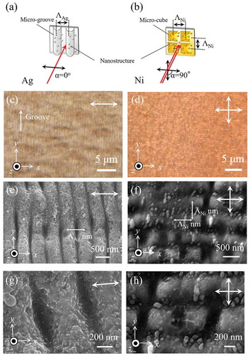 Figure 3. Optical configuration for surface nano/microstructuring on (a) Ag and (b) Ni. The laser polarization is indicated with a double arrow in these plots. α is the angle between the two laser polarization directions. Optical microscope image of (c) Ag and (d) Ni samples. SEM images of NC-LIPSSs on Ag showing (e) microgrooves and (f) microcubes. (g, h): Zoomed views, showing smaller features of (e) and (f).