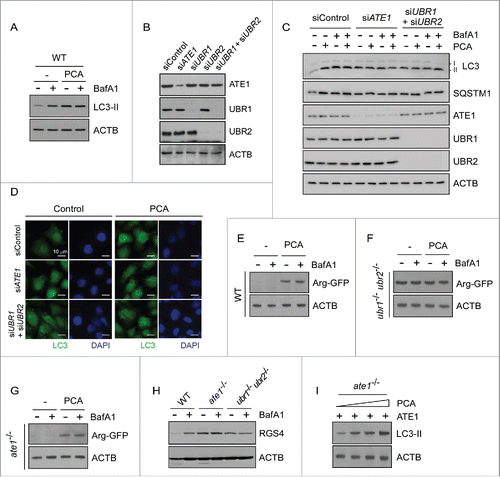 Figure 2. Inhibitory effects of PCA on autophagic flux are mediated by the Arg/N-end rule pathway. (A) PCA treatment results in the accumulation of LC3-II in mouse embryonic fibroblasts (MEFs), but without synthetic effects with BafA1 treatment. Wild-type (WT) MEFs were treated with 50 μM PCA, 100 nM BafA1, or both for 4 h. WCEs were collected and subjected to SDS-PAGE and IB. ACTB was used as a loading control. (B) HeLa cells were transfected with 10 nmol of siRNA for silencing human ATE1 (siATE1), UBR1 (siUBR1), UBR2 (siUBR2), and both UBR1 and UBR2 simultaneously (siUBR1+siUBR2). A scrambled sequence was used as control (siControl). Protein samples were collected 2 d post-transfection and analyzed by SDS-PAGE/IB. (C) Endogenous LC3-II levels were examined from siControl, siATE1, and siUBR1+siUBR2 cells in the presence and absence of PCA (50 μM) and/or BafA1 (100 nM for 4 h). The blots were striped and reprobed with ATE1, UBR1, and UBR2 antibodies to examine their siRNA effects. (D) As in (C), except that endogenous LC3 puncta were examined by immunostaining. (E) Degradation of model substrates of the Arg/N-end rule pathway in WT MEFs. Ub-Arg-GFP was transfected in WT MEFs, which generated Arg-GFP by the action of deubiquitinating enzymes. Note that the N-terminal Arg is not conjugated by ATE1 but exposed by the action of deubiquitinating enzymes. MEFs were treated with 50 μM PCA and/or 100 nM BafA1 for 4 h after 24 h transfection. (F) As in (E), except that the experiment was performed in ubr1−/− ubr2−/− MEFs, in which Arg-GFP was long-lived contrary to the observation in WT MEFs. (G) As in (E), except that the experiment was performed in ate1−/− MEFs, in which Arg-GFP is rapidly degraded through the Arg/N-end rule pathway. (H) Degradation of transiently overexpressed RGS4 (regulator of G-protein signaling 4), a bona fide mammalian N-end rule substrates, in the presence and absence of PCA (50 μM, 4 h) in different MEFs. (I) Add-back experiment with ATE1. ate1−/− MEFs were transfected with plasmids expressing wild-type ATE1. After 24 h, cells were treated with 0, 25, 50, or 100 μM PCA for 4 h. WCEs were then collected and subjected to SDS-PAGE and LC3 IB.