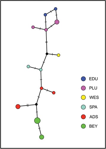 Figure 5. Haplotype network for the tyrosinase exon 1 gene fragment. Tik marks indicate differences, solid black circles indicate hypothetical intermediates. Circle sizes are proportional to number of haplotypes. Species abbreviations: ADS – P. adspersus, BEY – P. beytelli, EDU –P. edulis, WES – P. ‘edulis west’, SPA – P. sp. 1, PLU – P. sp. 2.