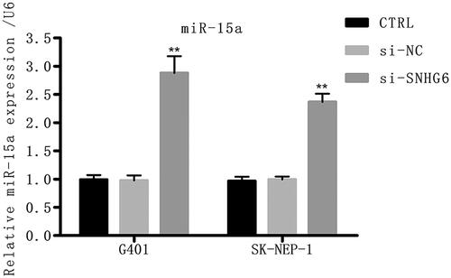 Figure 4. Si-SNHG6 up-regulates the level of miR-15a. G401 and SK-NEP-1 cells were transfected with si-NC or si-SNHG6 or left untreated as the control, respectively. The level of miR-15a was tested through qRT-PCR. **p < .01 contrasted with CTRL set.