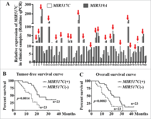 Figure 1. Low MIR517C expression was associated with poor prognosis in patients with GBM. (A) MIR517C and MIR519A expression levels in 46 GBM samples were detected by qRT-PCR (using the 2-ΔCT method); 23 cases (50%) exhibited high expression of these miRNAs, for which the expression was higher than the median (indicated by the red arrows; see also Tables S1 and S2). (B) Kaplan-Meier tumor-free survival analysis according to MIR517C levels. Patients with low expression of MIR517C, for which the expression was lower than the median (n = 23), had significantly poorer outcomes than those with high expression of MIR517C (P = 0.0014). (C) Kaplan-Meier overall survival analysis. The 23 patients with low MIR517C expression had significantly poorer outcomes than those with high MIR517C expression (P = 0.0083).