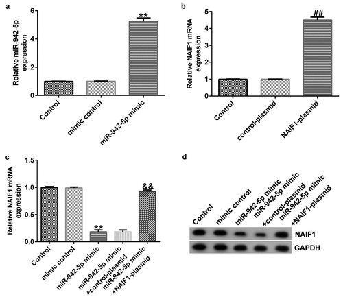 Figure 7. Effects of miR-942-5p upregulation on the expression of NAIF1 in SH-SY5Y cells. (a) The levels of miR-942-5p in SH-SY5Y cells were examined by qRT-PCR. (b) The mRNA levels of NAIF1 in treated SH-SY5Y cells were detected by qRT-PCR assay. (c) The mRNA and protein levels of NAIF1 in SH-SY5Y cells transfected with mimic control, miR-942-5p mimic, miR-942-5p mimic + control plasmid, or miR-942-5p mimic + NAIF1 plasmid were detected by qRT-PCR and western blotting assays, respectively