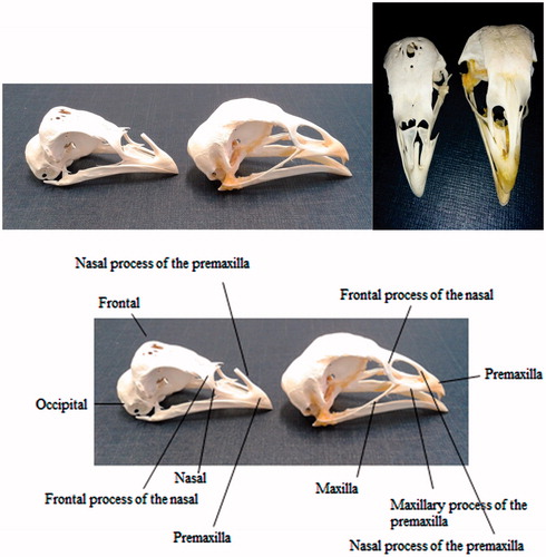 Figure 1. Skull of chicken with frontal bony protuberance (on the left, PCxPA) and without frontal bony protuberance (on the right, PCxB).
