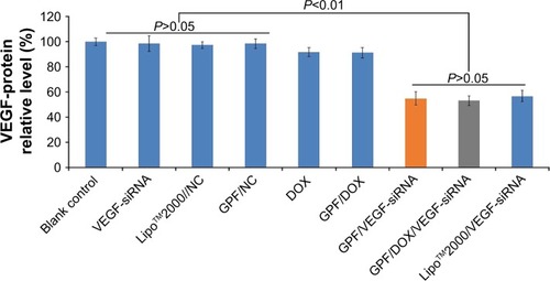 Figure 11 VEGF protein expression of HeLa cells treated with different medicines. Data are presented as the mean ± SD, n=3.Abbreviations: DOX, doxorubicin; GPF, graphene oxide-poly-l-lysine hydrobromide/folic acid; NC, normal control; siRNA, small interfering RNA; VEGF, vascular endothelial growth factor.