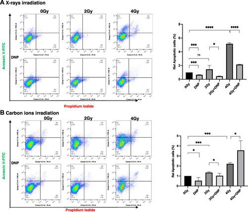 Figure 6 Radiation-induced apoptosis in U251 cells with X-rays and CII. U251 cells were irradiated with X-ray (A) and Carbon ions (B) followed by DNP stimulation. At 24 h, cells were stained with Annexin V/PI for evaluating the apoptotic cells at 2 Gy and 4 Gy doses of both the radiations. Data represented here from three different experiments performed with two technical replicates. P values were determined by paired two-tailed Student’s t-test. P values <0.05 were considered significant. *P < 0.05; ***P < 0.001; ****P < 0.0001.