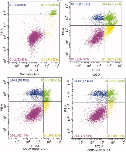 Figure 10. Apoptotic rate detected by flow cytometry. H9c2 cells were stained by AnnexinV/PI double staining. Q1-LL cells were AnnexinV/PI double-negative stained, indicating viable cells; Q1-LR cells were AnnexinV-positive and PI-negative stained, indicating early apoptosis; Q1-UR cells were AnnexinV/PI double-positive stained, indicating late apoptosis.