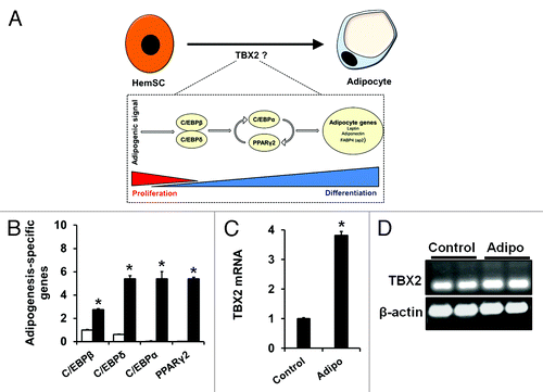 Figure 2. (A) Schematic showing the cellular and molecular changes accompanying adipogenic differentiation. Upon receiving adipogenic signals, C/EBPβ and δ are upregulated leading to induction of C/EBPα and PPARγ2. (B) Induction of adipogenesis-specific transcription factors in hemSCs cultured in adipo media (black bars) for 7 d as compared with cells in control media (white bars) [mRNA normalized to β-actin, * p < 0.05 compared with control media]. (C) TBX2 mRNA levels in cells exposed to adipo media [* p < 0.05 compared with control media]. (D) post-PCR products were run on agarose gel to confirm specific amplification.