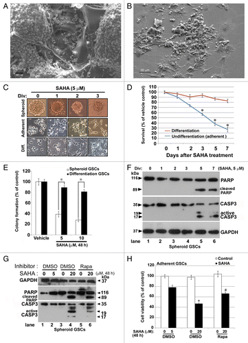 Figure 1. HDAC inhibitor SAHA decreased cellular proliferation and colony formation ability of GSCs in vitro. (A) The morphology of GSCs cultured in the gelatin foam present at spheroid formation after 7 d, as observed using SEM analysis. (B) The morphology of GSCs cultured in culture dish as an adherent model system after 7 d, as observed using SEM analysis. Scale bars: 30 μm. (C) Three types of GSCs, including undifferentiated model, spheroids and adherent or differentiated model (Diff.), as described in the text, were treated with 5 μM SAHA for 1 to 3 d. Phase contrast pictures taken at 200 × 200 μm per square. (D) Models of adherent GSCs and differentiated GSCs were treated with 5 μM SAHA for 1 to 7 d and loss of viability was determined by the MTT assay. “*” indicates significant difference from vehicle control of GSCs and p < 0.05 on Student’s t-test. (E) Colony formation was drastically reduced in SAHA-treated GSCs (spheroid model) and differentiated GSCs after 48 h and continued to decrease in a dose-dependent manner. The number of colonies was counted under a dissecting microscope. The number of cells in each colony had to be larger than 50. The data include the relative colony number, and the number of cells without SAHA treatment (as vehicle control) was set at 100%. (F) Spheroid GSCs were treated with 5 μM SAHA for the indicated number of days and then harvested for protein analysis. Cell lysates were resolved in SDS-PAGE and probed with specific antibodies against cleaved PARP, CASP3 and GAPDH. (G) Spheroid GSCs (1 × 106 cells) were treated with 0, 5 and 20 μM of SAHA in the presence of the 10 nM rapamycin for 48 h. Western blot analysis was performed to detect expression of the cleaved PARP and active cleaved CASP3. (H) In some of the above experiments, cell viability of adherent GSCs was determined by MTT assay, as described in Materials and Methods. The data represent the mean and SEM of three independent experiments. *p < 0.05 compared with control using the Student's t-test. “#” indicates significantly different from 20 μM SAHA-alone treatment and p < 0.05 on Student’s t-test.