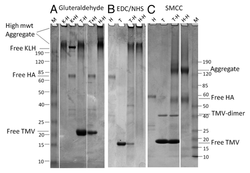 Figure 2. Conjugation of TMV to HA protein. Intact TMV 1295.10 was conjugated to HA protein in vitro as described, and analyzed on an SDS PAGE after staining with Coomassie Blue. (A) Glutaraldehyde, (B) EDC/Sulfo-NHS or (C) SMCC chemistries was successful in conjugating the HA protein to KLH (KLH-HA), TMV (TMV-HA) or as a self-conjugate (HA-HA). The mixture, as indicated by K+H or T+H, sampled before addition of the conjugation chemistry, shows an equimolar representation of both the proteins. The conjugate appears as a high molecular weight aggregate >190 kDa and in the gel stack. Successful conjugation was qualified by the complete absence of ‘free’ (unbound) HA protein as indicated. K-H (KLH-HA Conjugate), T-H (TMV-HA Conjugate), H-H (HA Self Conjugate).