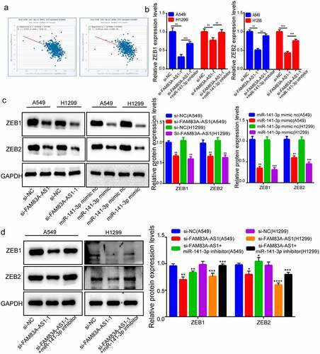 Figure 5. Both ZEB1 and ZEB2 recognized as miR-141-3p and FAM83A-AS1’ target genes. (a) The TCGA database indicated a negative correlation trend between miR-141-3p and ZEB1 and ZEB2; (b) relative expression of ZEB1 and ZEB2 in LUAD cells determined through RT-qPCR; (c-d) ZEB1/ZEB2 protein levels determined by Western blotting.