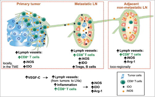 Figure 7. Increased lymphatic vessels density is associated with increased CD8+ T cell infiltration, together with increased expression of immunosuppressive molecules such as iNOS, IDO and Arg-1. This can be observed not only locally in primary tumors and metastatic lymph nodes (LNs) but also in adjacent non-metastatic LNs. Together, tumor derived VEGF-C induces lymphatic vessels that attract CD8+ T cells, with their known fundamental properties, namely the promotion of anti-tumor immune responses but also immune suppression (via adaptive immune resistance mechanisms).